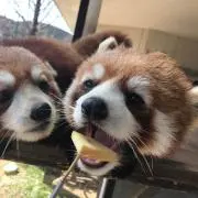 せつこの画像