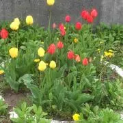 はなまろん