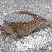 ダン★シャーリーの画像