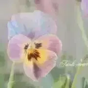 ふわふわの画像