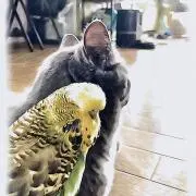 たきこみさん