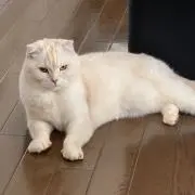 メルの画像