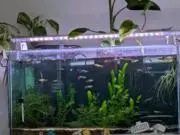 kaazの画像