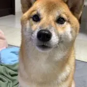 ぴーちの画像