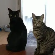 あいの画像