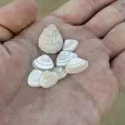 愛華