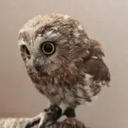 グラグラくるの画像