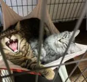 さっしー