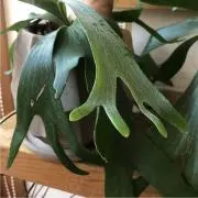 ぺこ
