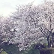 whyte ※プロフィールお読み下さいの画像