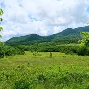 Luluの画像