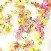マカロニ❄︎期日内発送の画像
