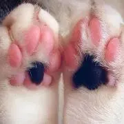 NeNeの画像