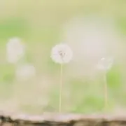 iChiの画像