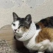 三毛猫のミケ！