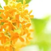 金木犀※7/22発送不可の画像