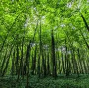 little forestの画像