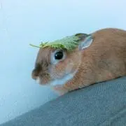 nemurinの画像