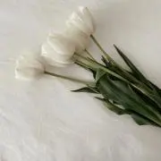 sの画像