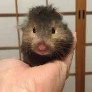 サチ