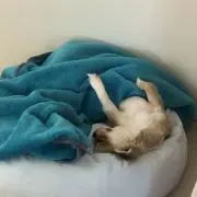 eaの画像
