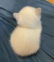 なにぬねのー ฅ^•ﻌ•^ฅ 痛快無比！の画像