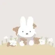 ミフィの画像