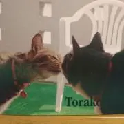 とらこの画像