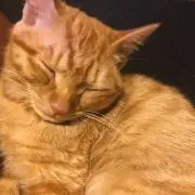 さかの画像