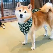 ERIの画像