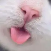 たー