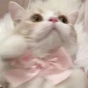 くーの画像