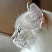 セシル☆の画像