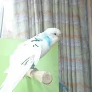 まふ@