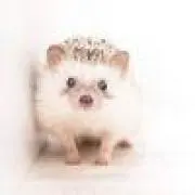 C.C