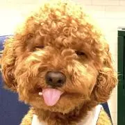 ひまわりの画像