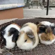 あちゃの画像