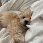 金木犀の画像