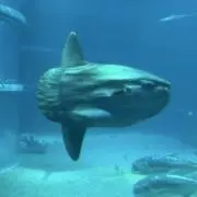 たろうもの画像