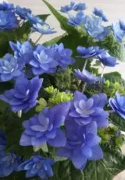 あじさいの画像
