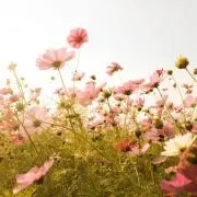 Eの画像