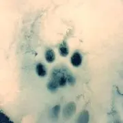 まろの画像