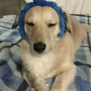 そら豆