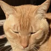 【プロフ必読】茶トラの画像