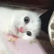 Perfume*の画像