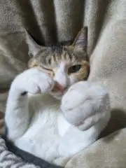 ミク