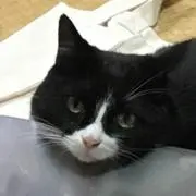 ブサブサあい