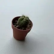 芽々の画像
