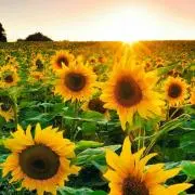 sunflower