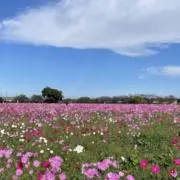まゆげ